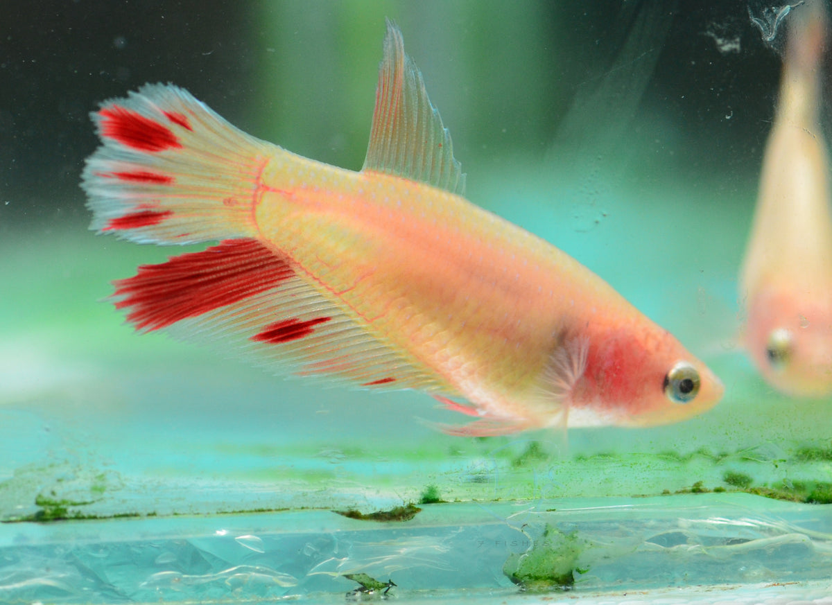 Vanda Halfmoon Female