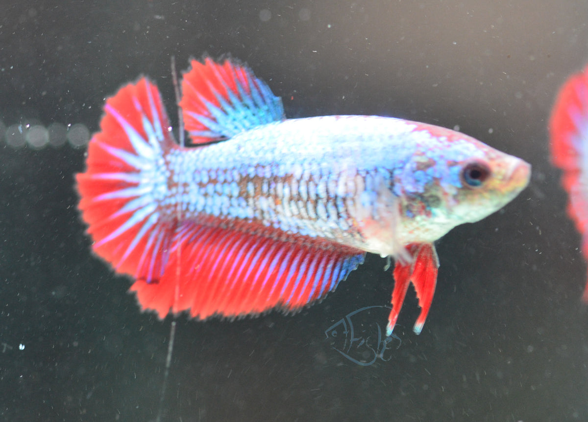 Bicolour Halfmoon Female