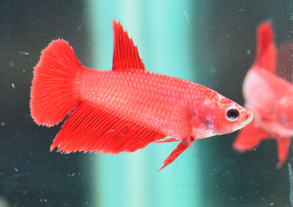 Red Halfmoon Female
