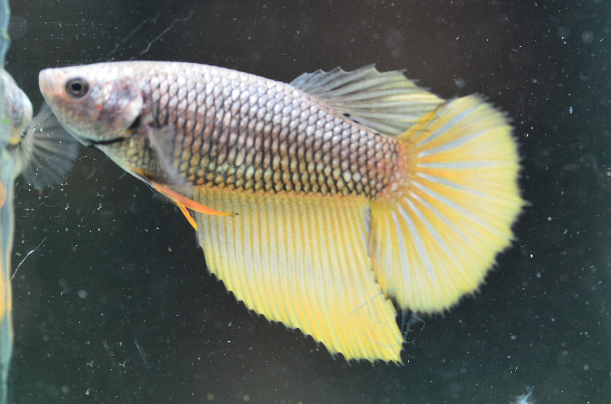 Copper Yellow Halfmoon Female