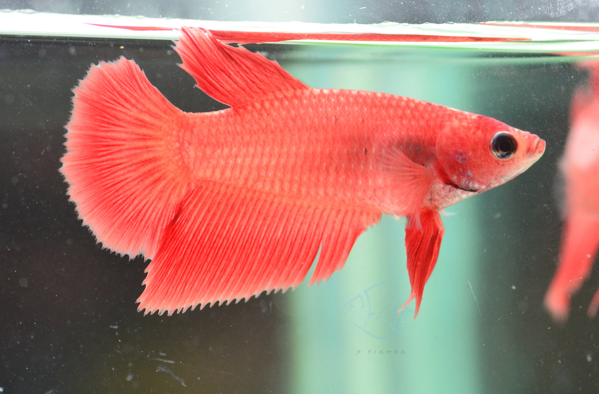Red Halfmoon Female