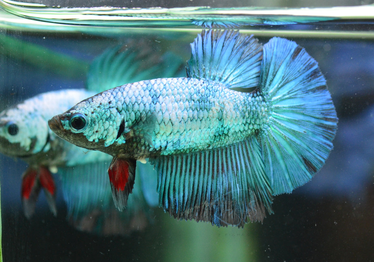 Turquoise Marble Halfmoon Female