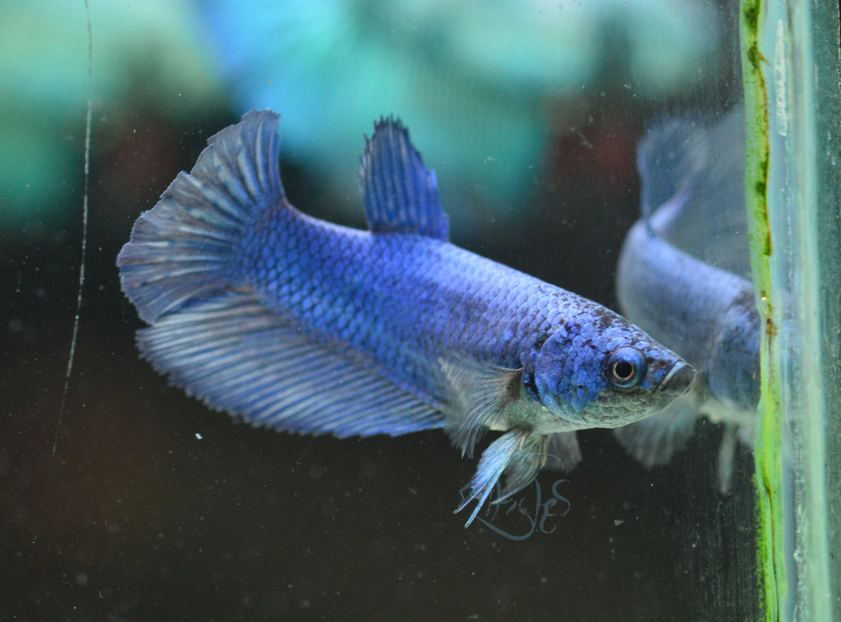 Blue Halfmoon Female
