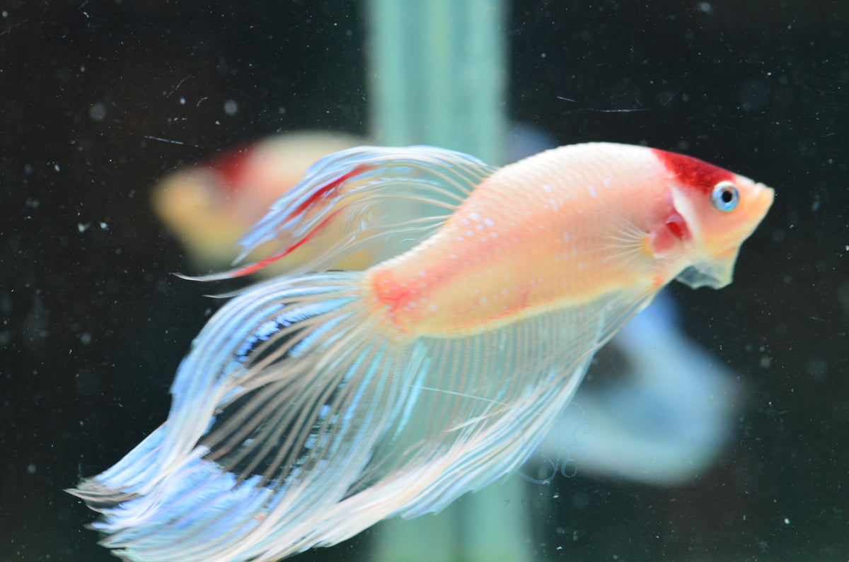 Tancho Veiltail Male