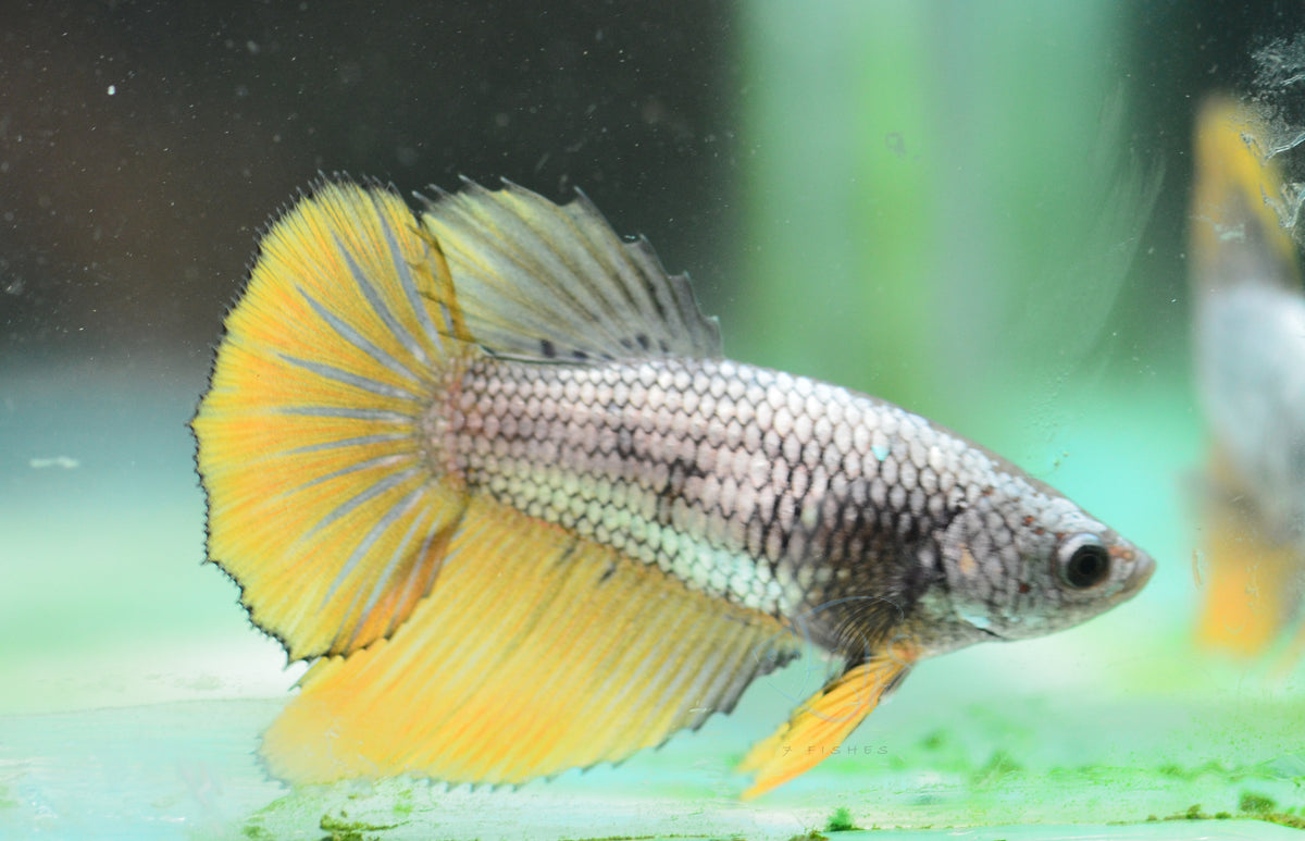 Copper Yellow Halfmoon Female