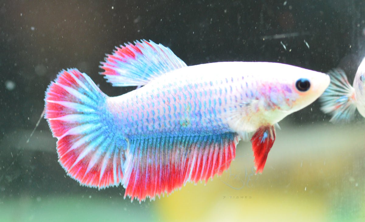 Cambodian Halfmoon Female