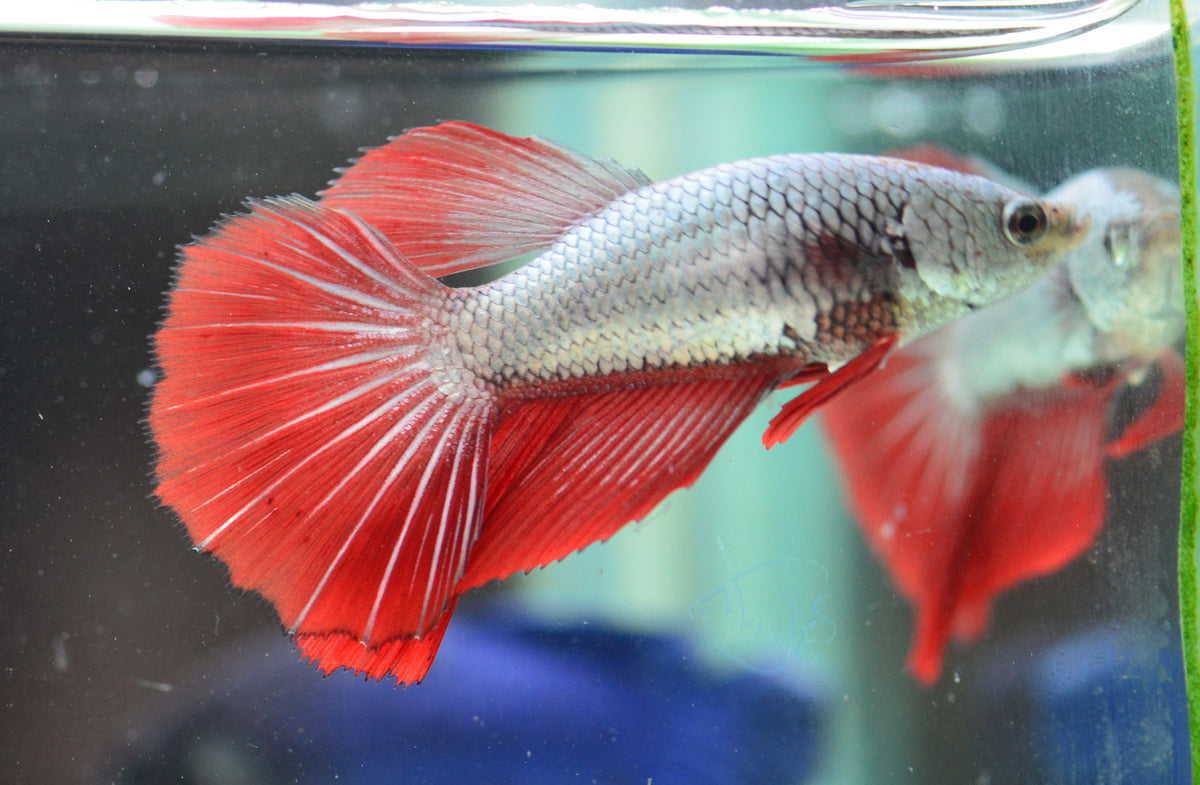 Copper Dragon Halfmoon Female