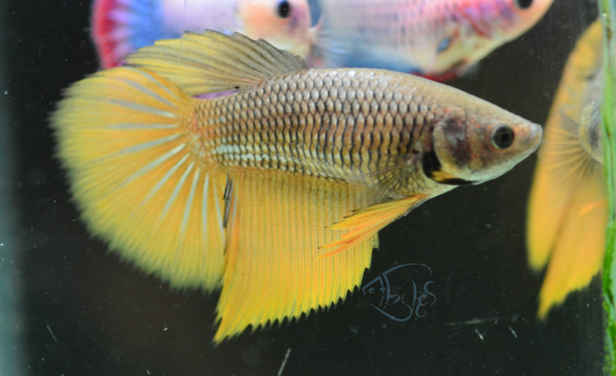 Copper Yellow Halfmoon Female