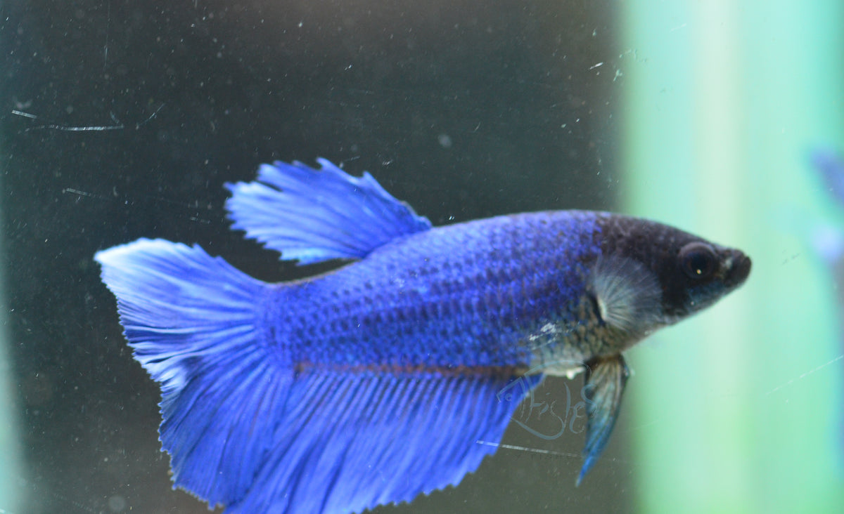 Blue Halfmoon Female