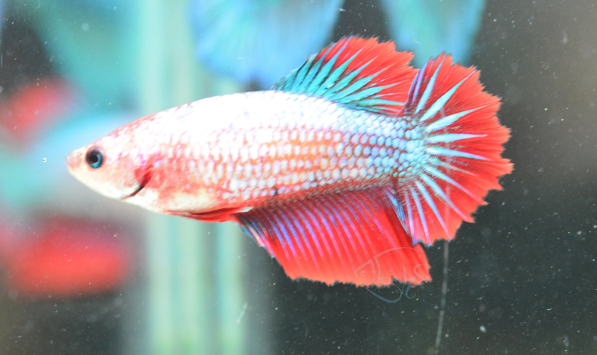 Fancy Halfmoon Female