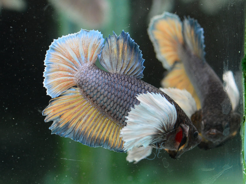 Yellow Bicolour Dumbo HMPK Male | Seven Fishes