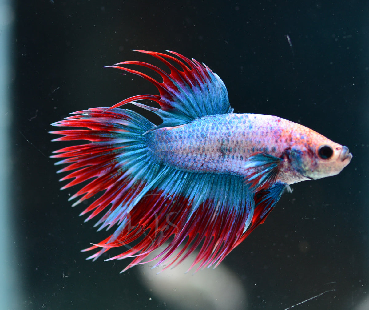 Cambodian Crowntail Male
