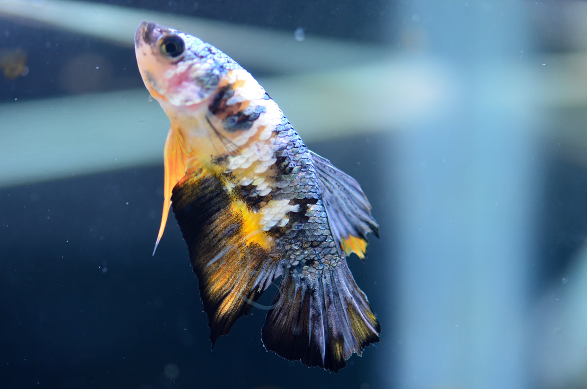 Copper Yellow Galaxy HMPK Male