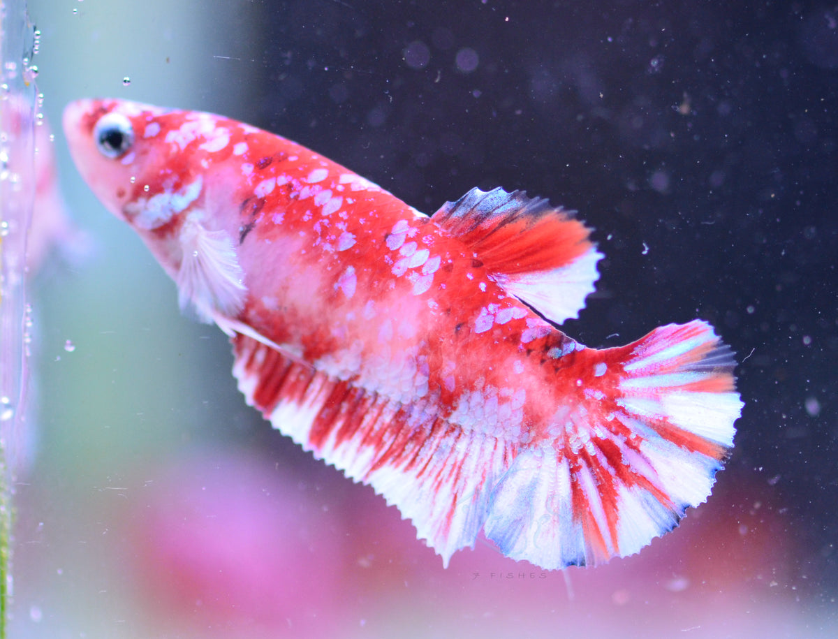 Red Snow Galaxy HMPK Female