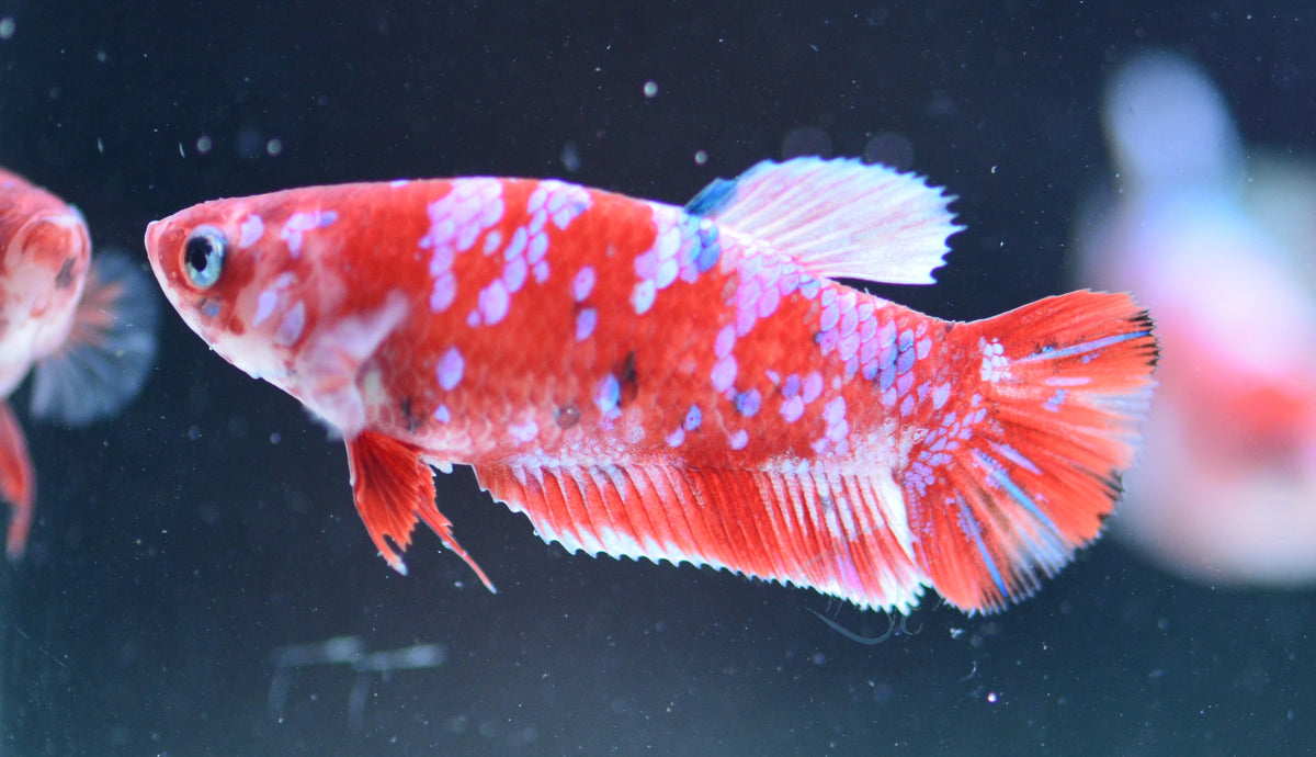 Red Snow Galaxy HMPK Female