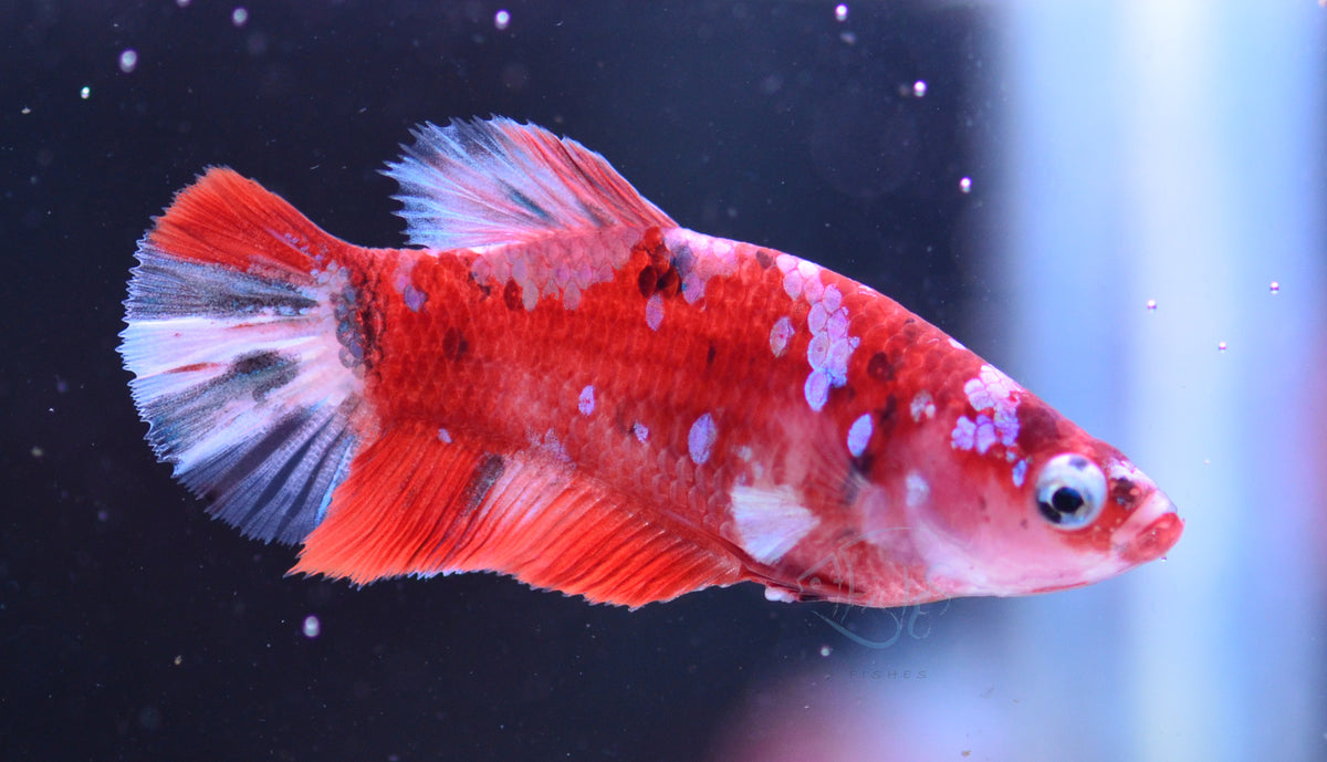 Red Snow Galaxy HMPK Female