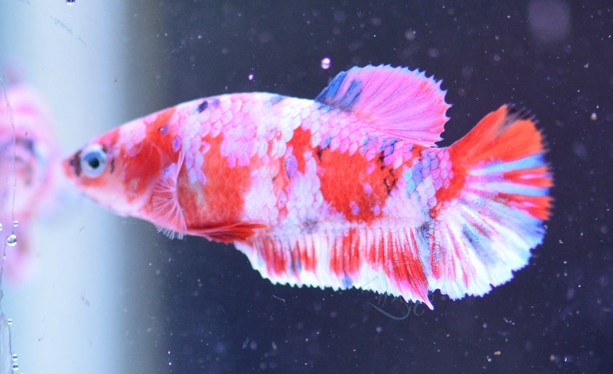 Red Snow Galaxy HMPK Female