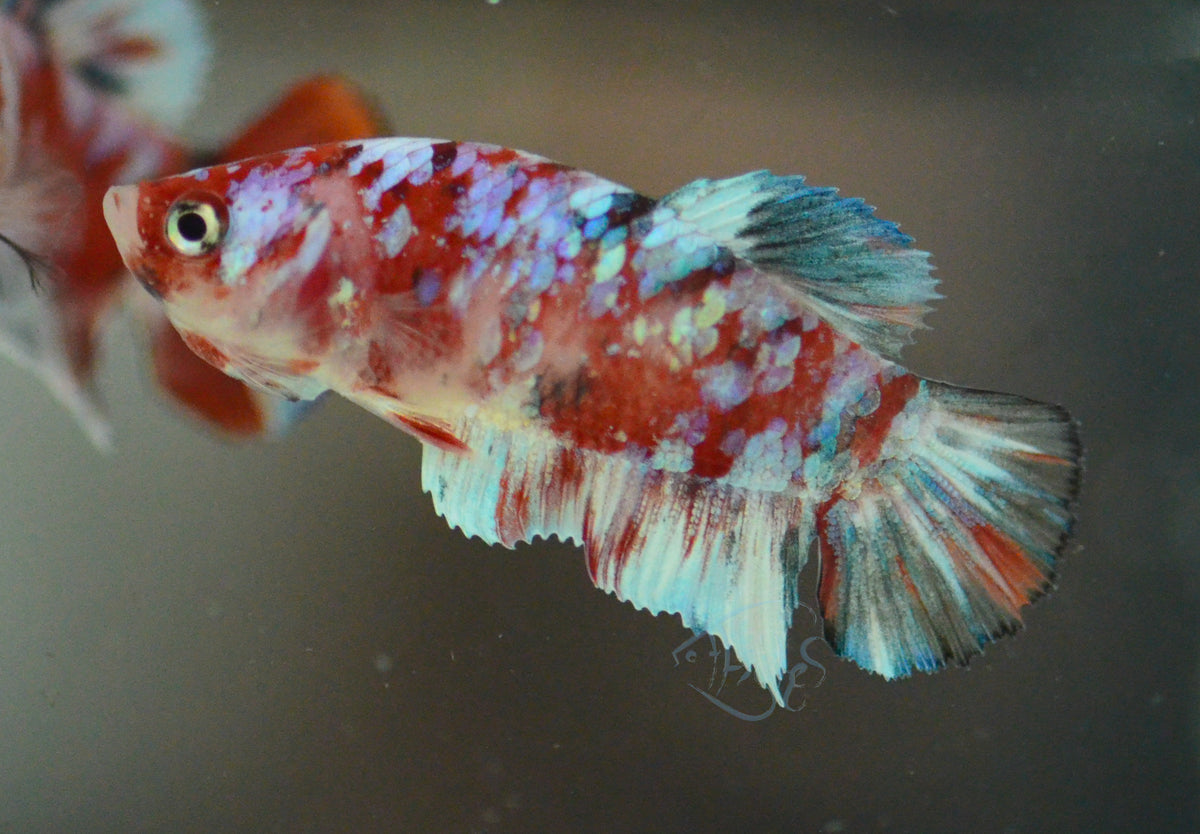 Red Snow Galaxy HMPK Female