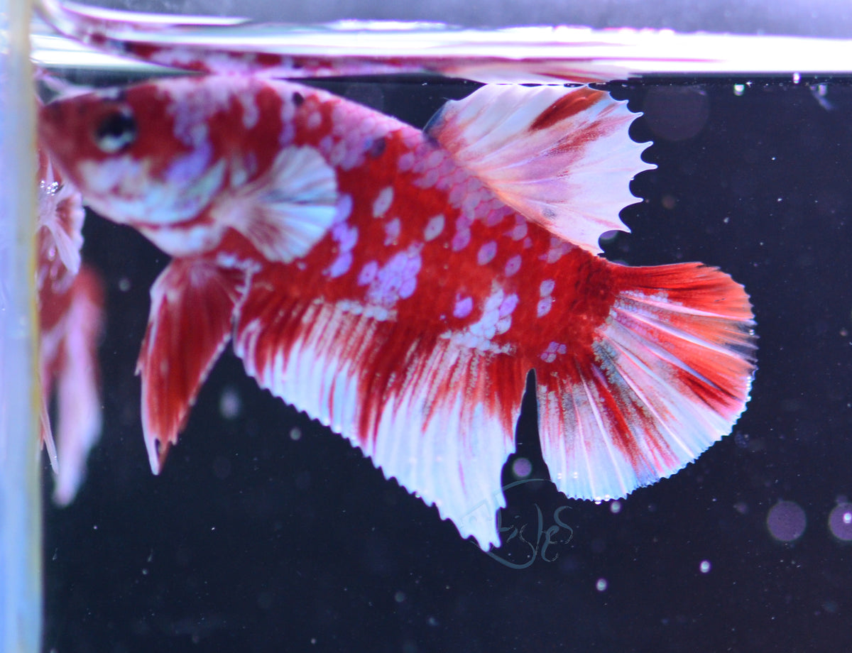 Red Snow Galaxy HMPK Male