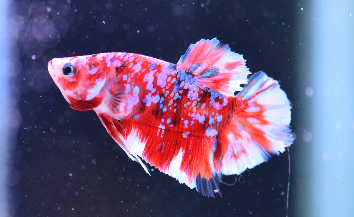 Red Snow Galaxy HMPK Male