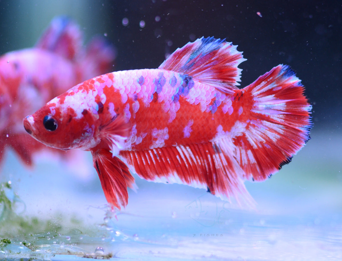 Red Snow Galaxy HMPK Male