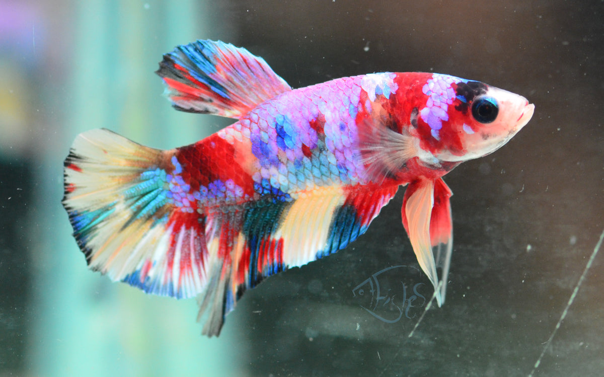 Multicolour HMPK Male