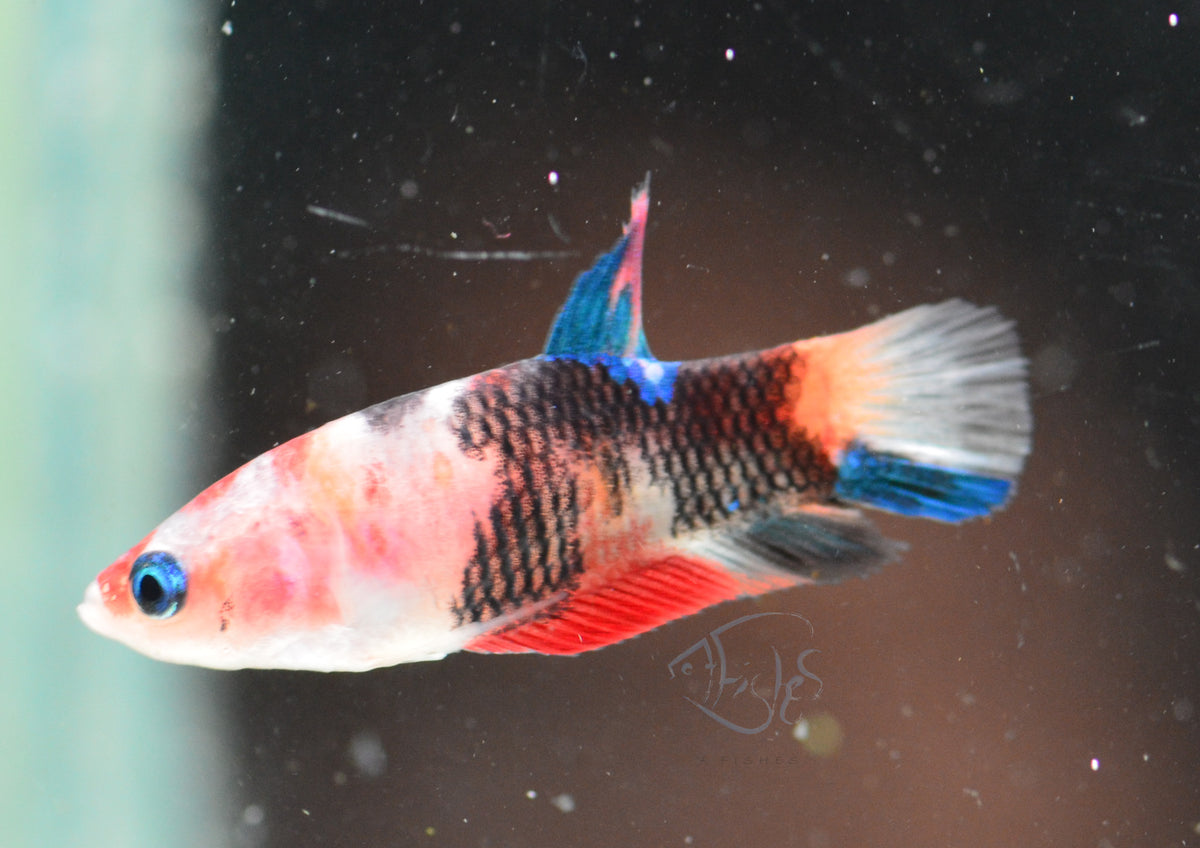 Nemo HMPK Female