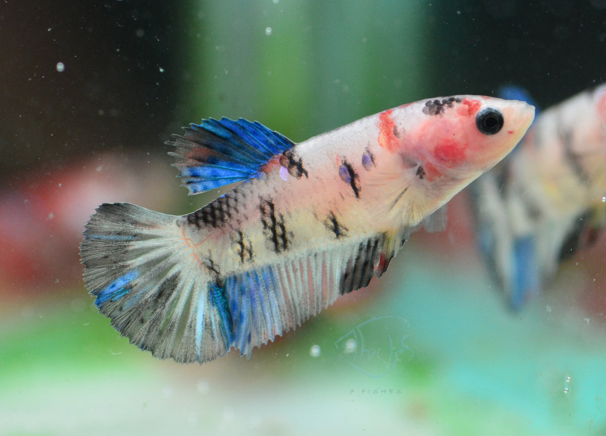 Dalmatian Koi Plakat Female