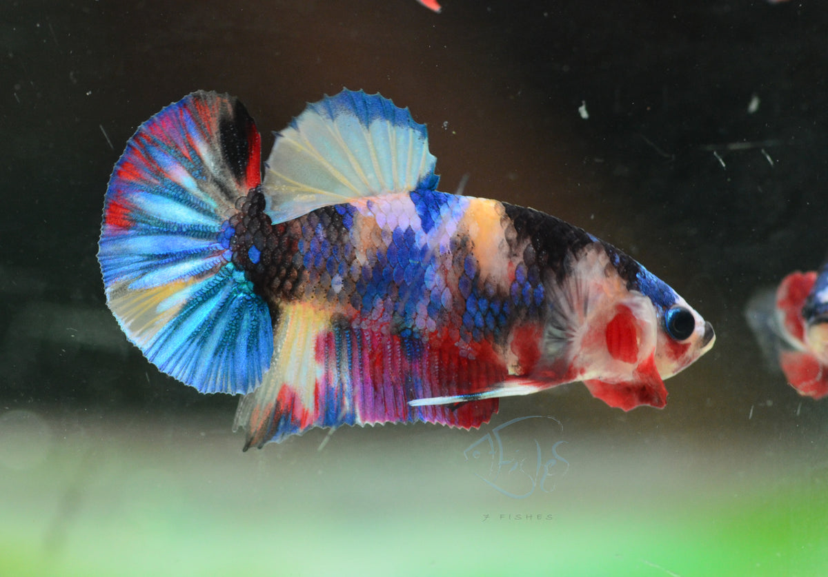 Multicolour HMPK Male