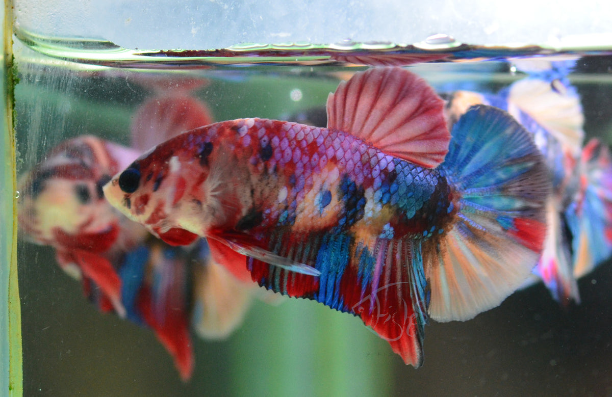 Multicolour HMPK Male