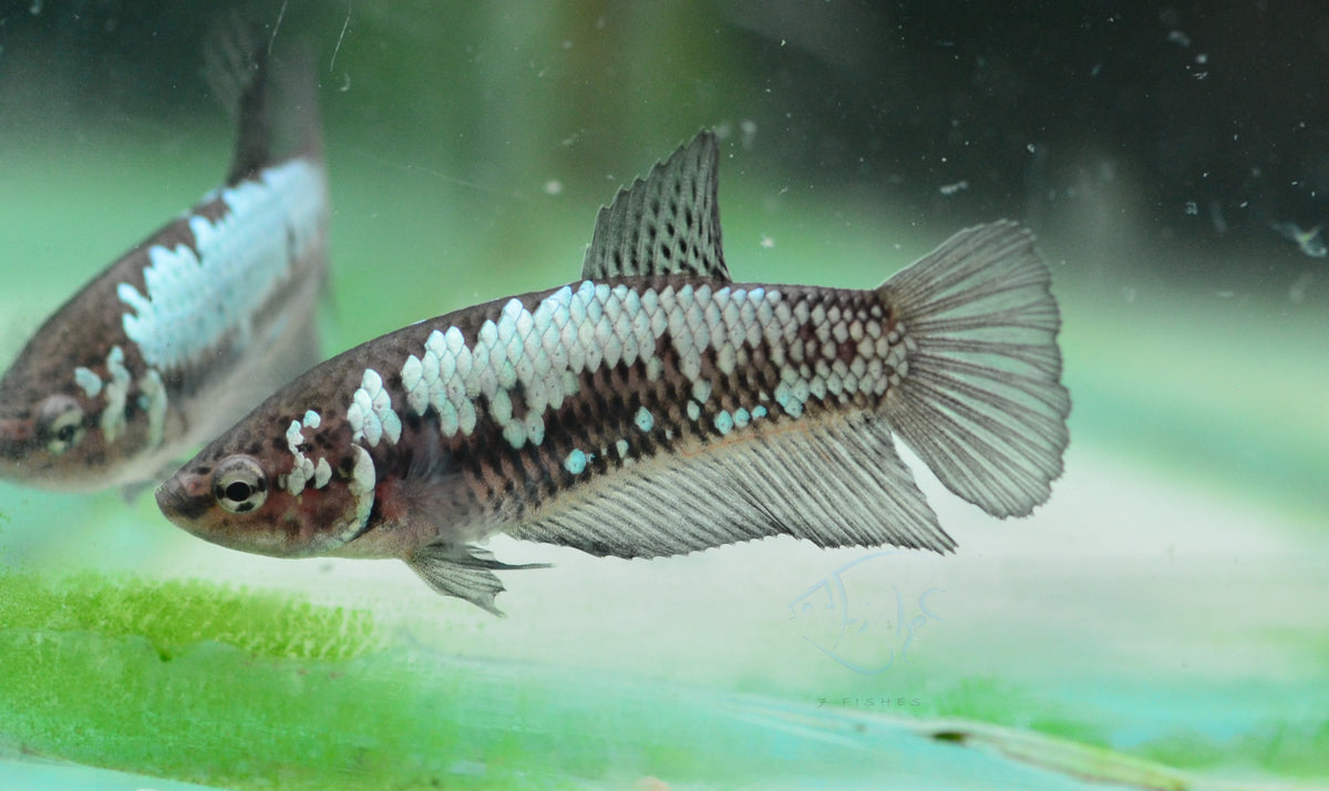 Black Samurai HMPK Female