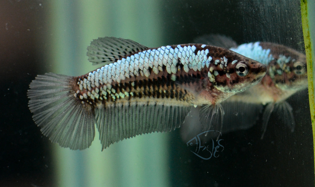 Black Samurai HMPK Female