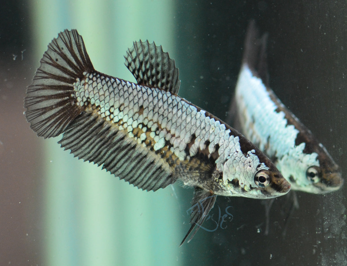 Black Dragon HMPK Female