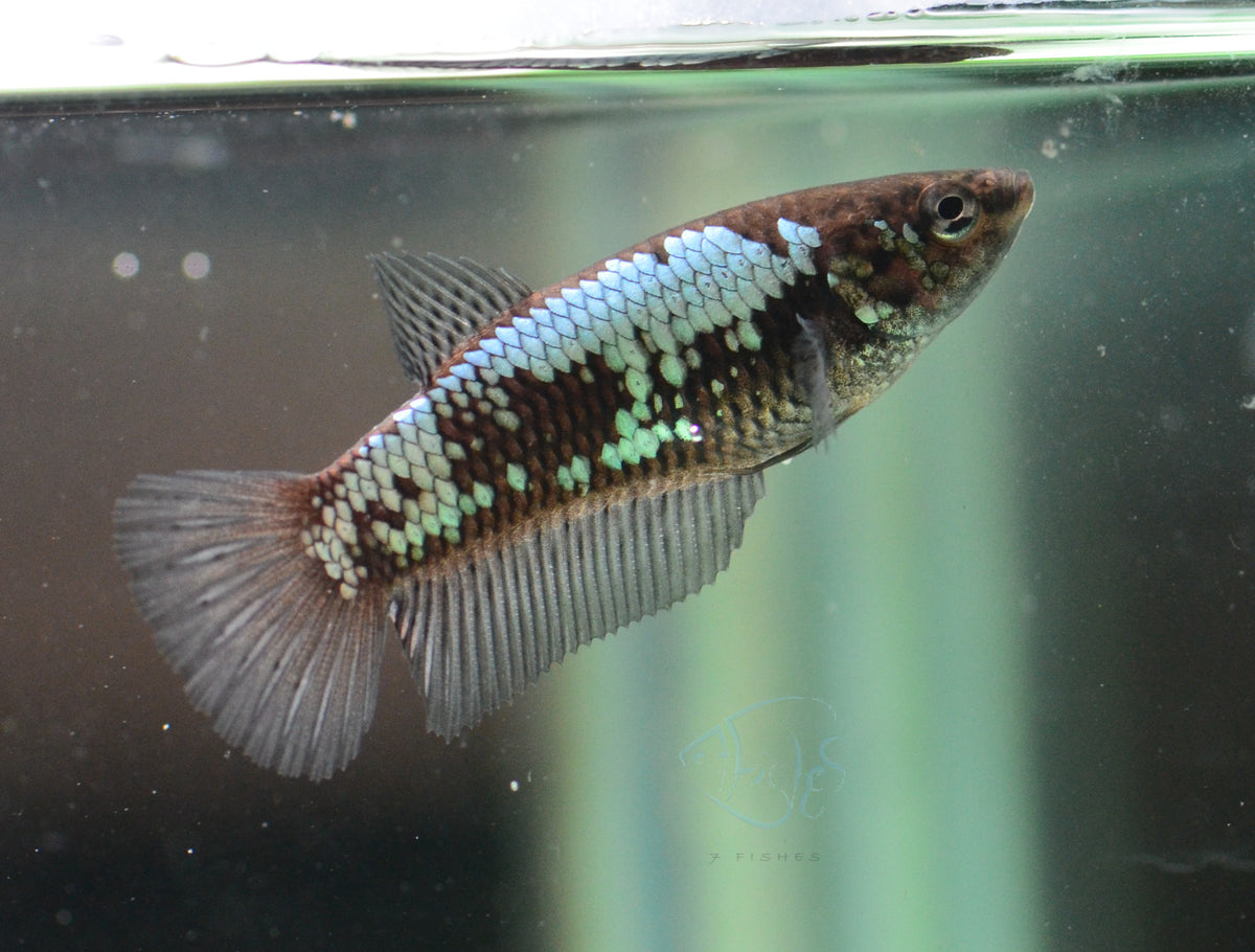 Black Samurai HMPK Female
