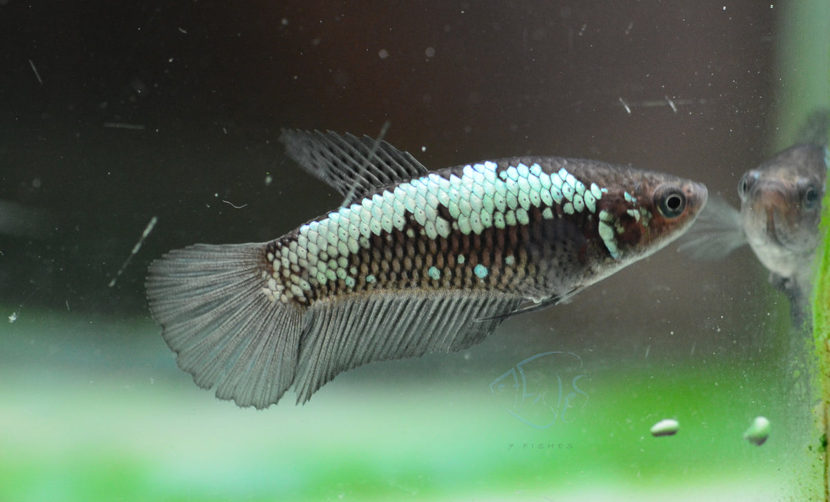 Black Samurai HMPK Female