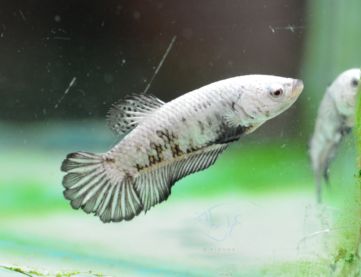 Black Dragon HMPK Female