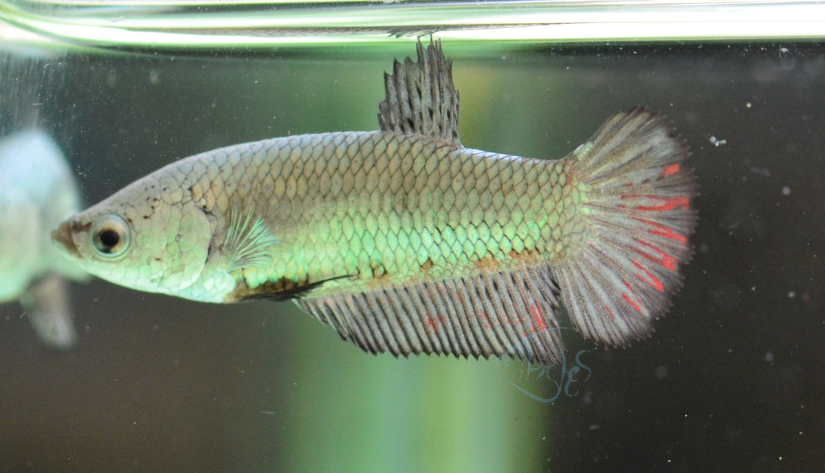 Black Dragon HMPK Female