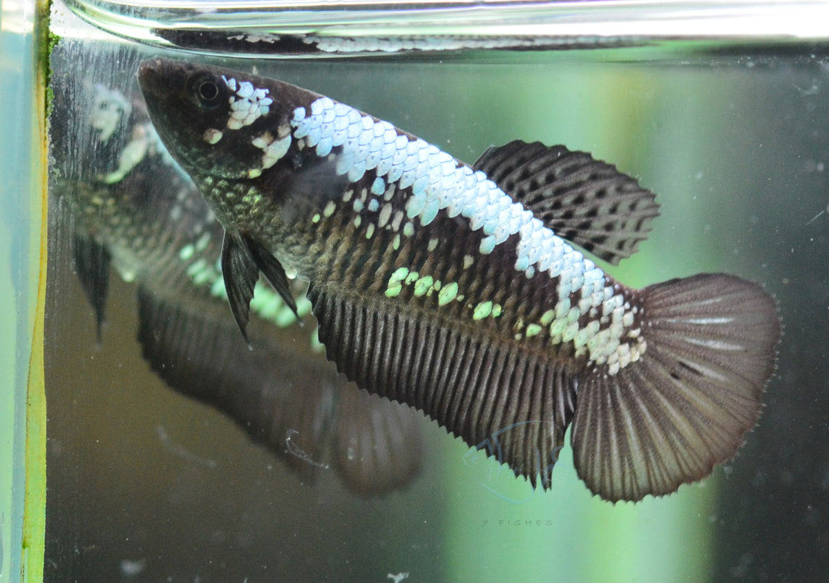 Black Samurai HMPK Female