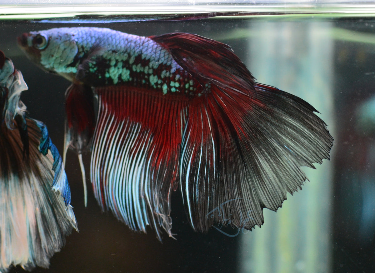 Turquoise Black Dragonscale Delta-tail Male