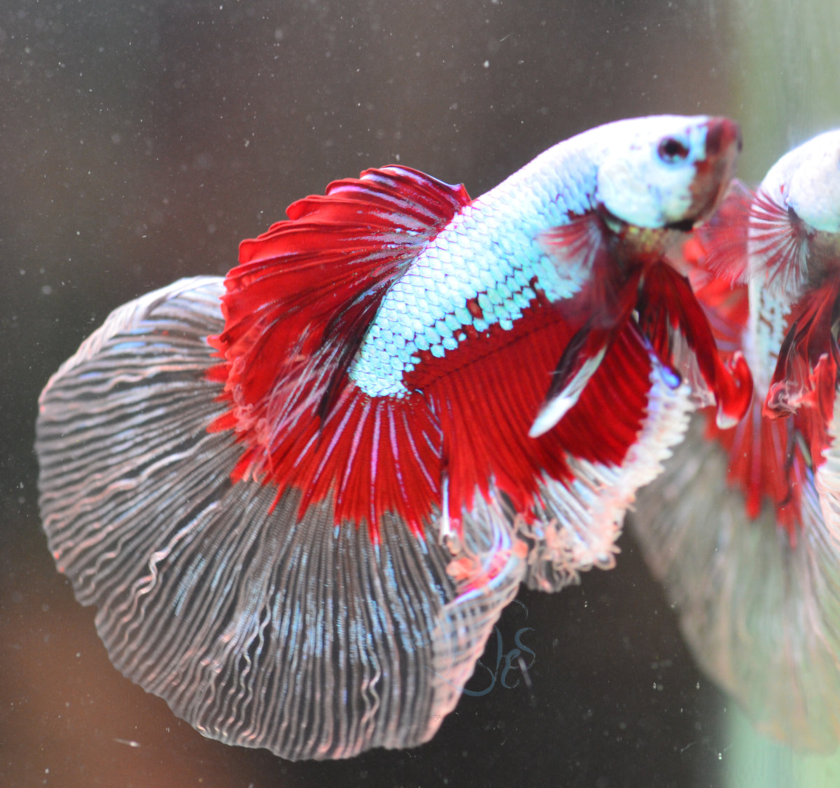 Turquoise Dragonscale Delta-tail Male