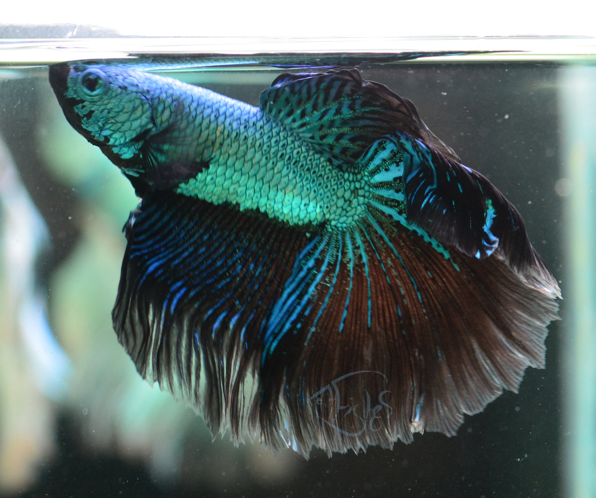 Turquoise Black Dragon Delta-tail Male