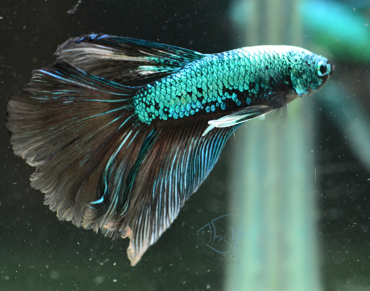 Turquoise Black Dragon Delta-tail Male