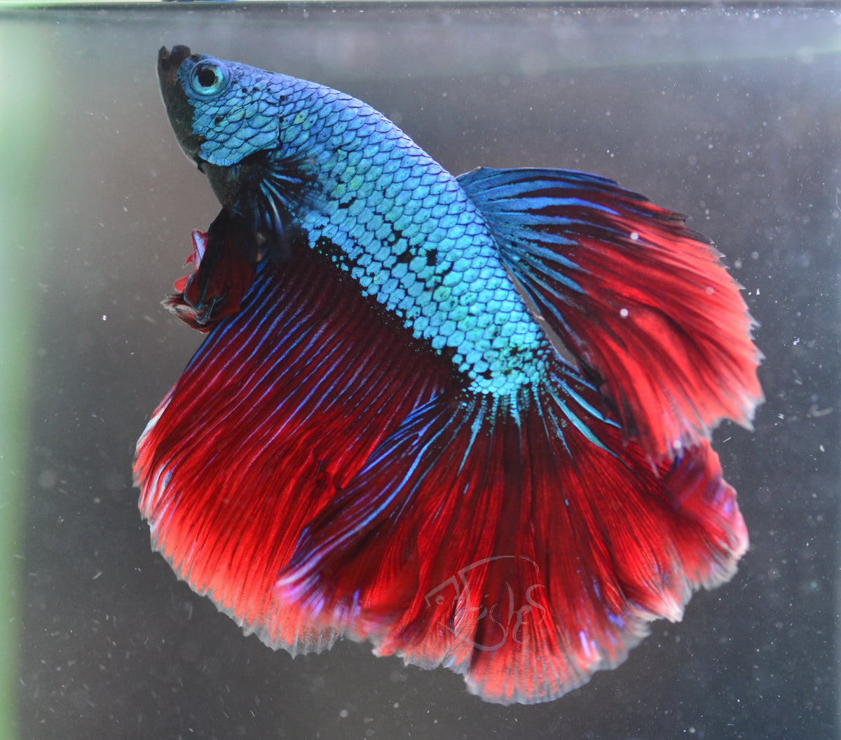 Blue Red Dragon Delta-tail Male