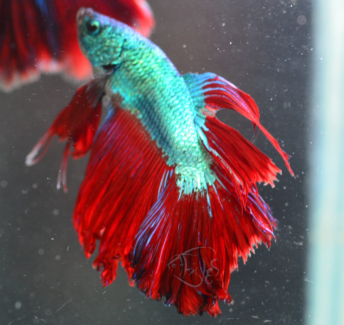 Turquoise Red Dragon Delta-tail Male