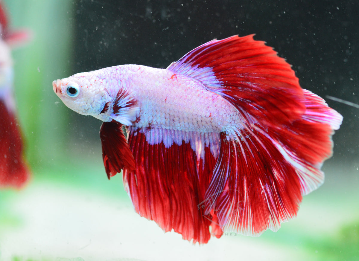 Red Dragon Delta-tail Male