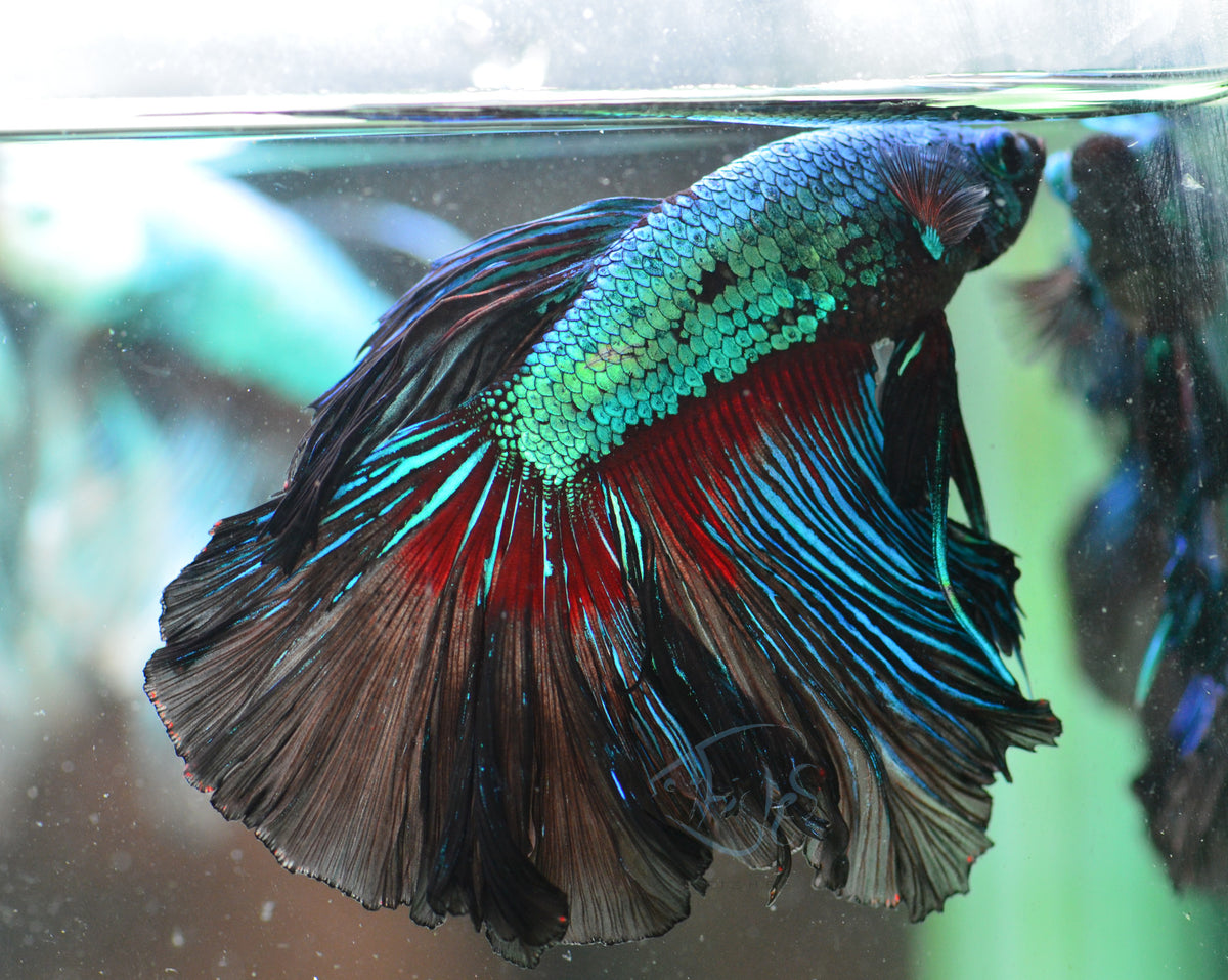 Black Turquoise Dragon Delta-tail Male