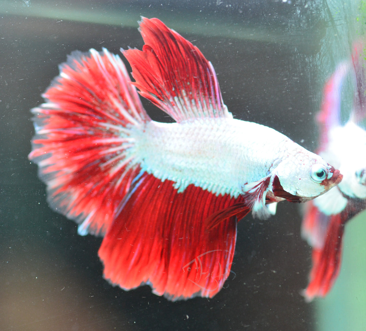 Red Dragon Delta-tail Male
