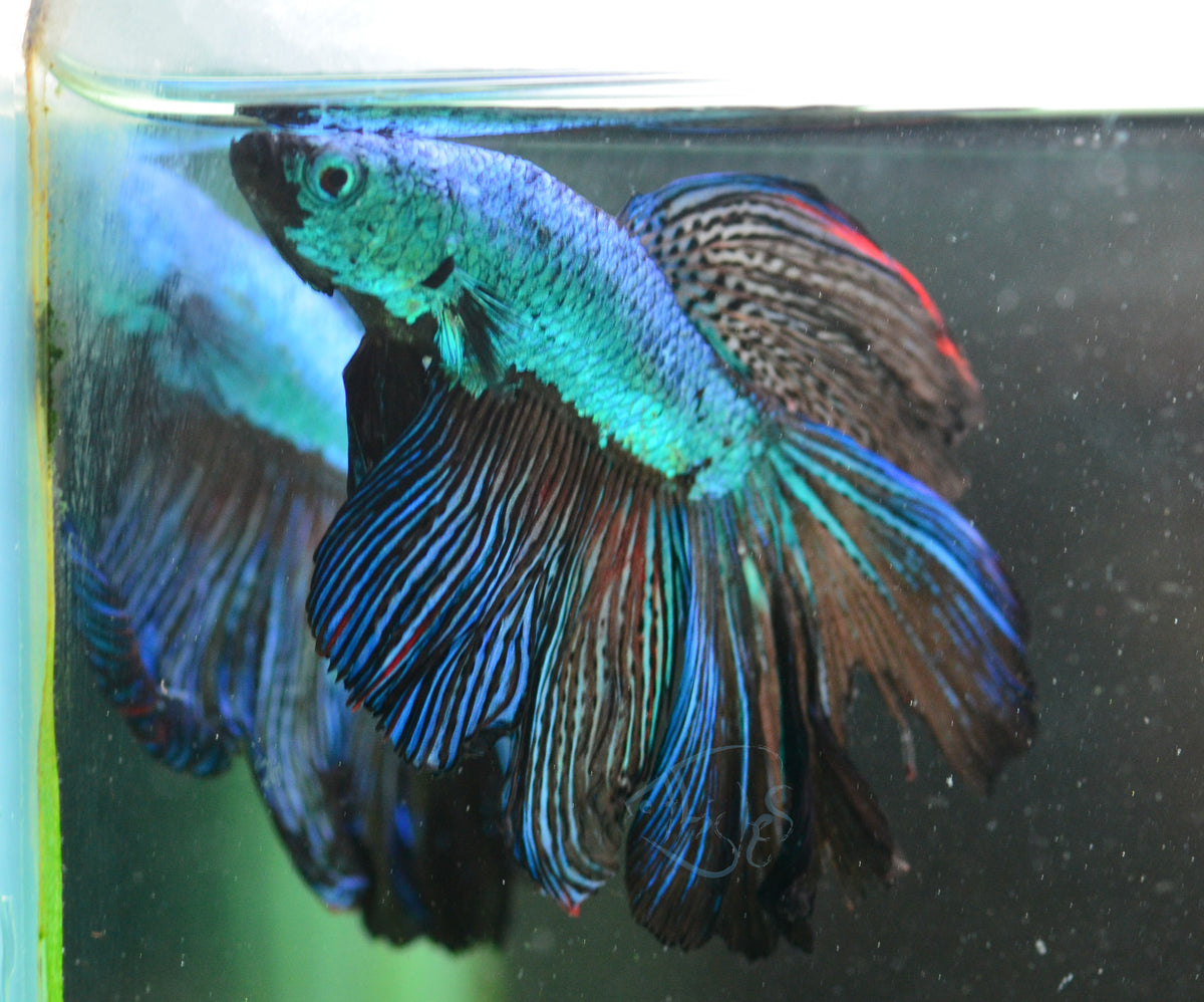 Turquoise Black Dragon Delta-tail Male