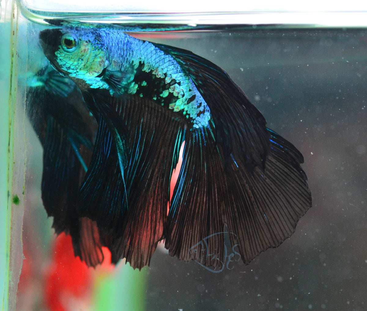 Black Turquoise Dragon Delta-tail Male