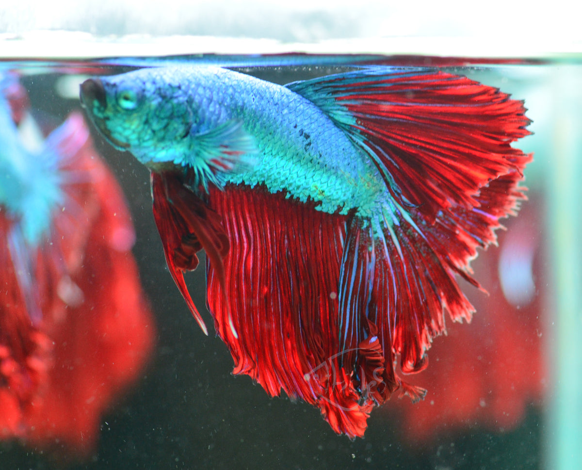 Red Turquoise Dragonscale Delta-tail Male
